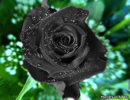rosa2