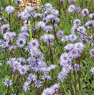 globulyria