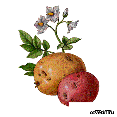 клубни картофеля