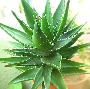aloe1