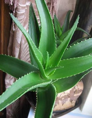 aloe2