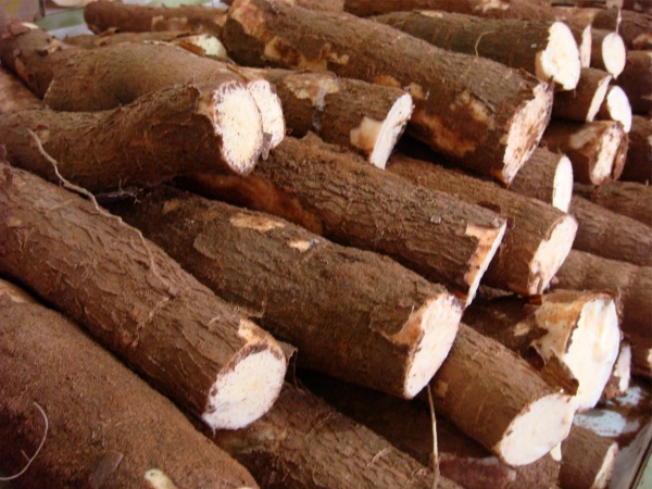 maniok1